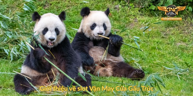 Giới thiệu về slot Vận May Của Gấu Trúc